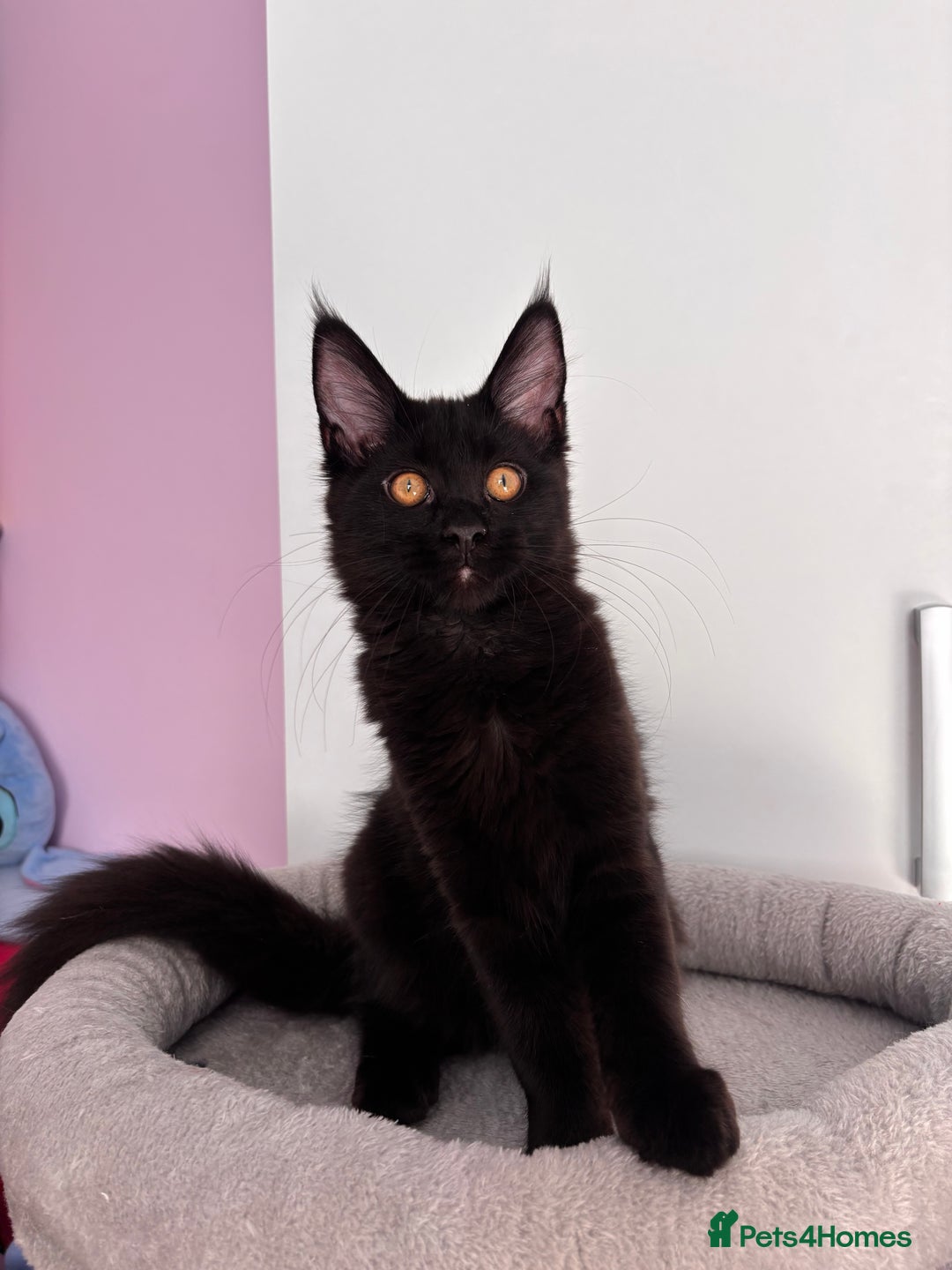 Maine Coon cats for sale: ✨7 Pure Bred Maine Coon Kittens✨ - Advert 20