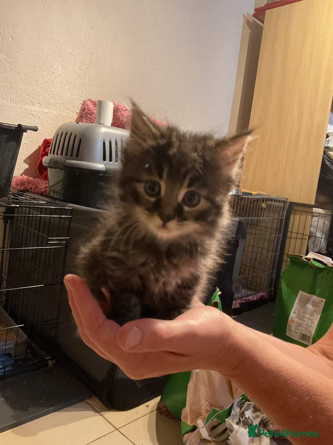Mixed Breed cats for sale: Tabby Kittens - Image 8