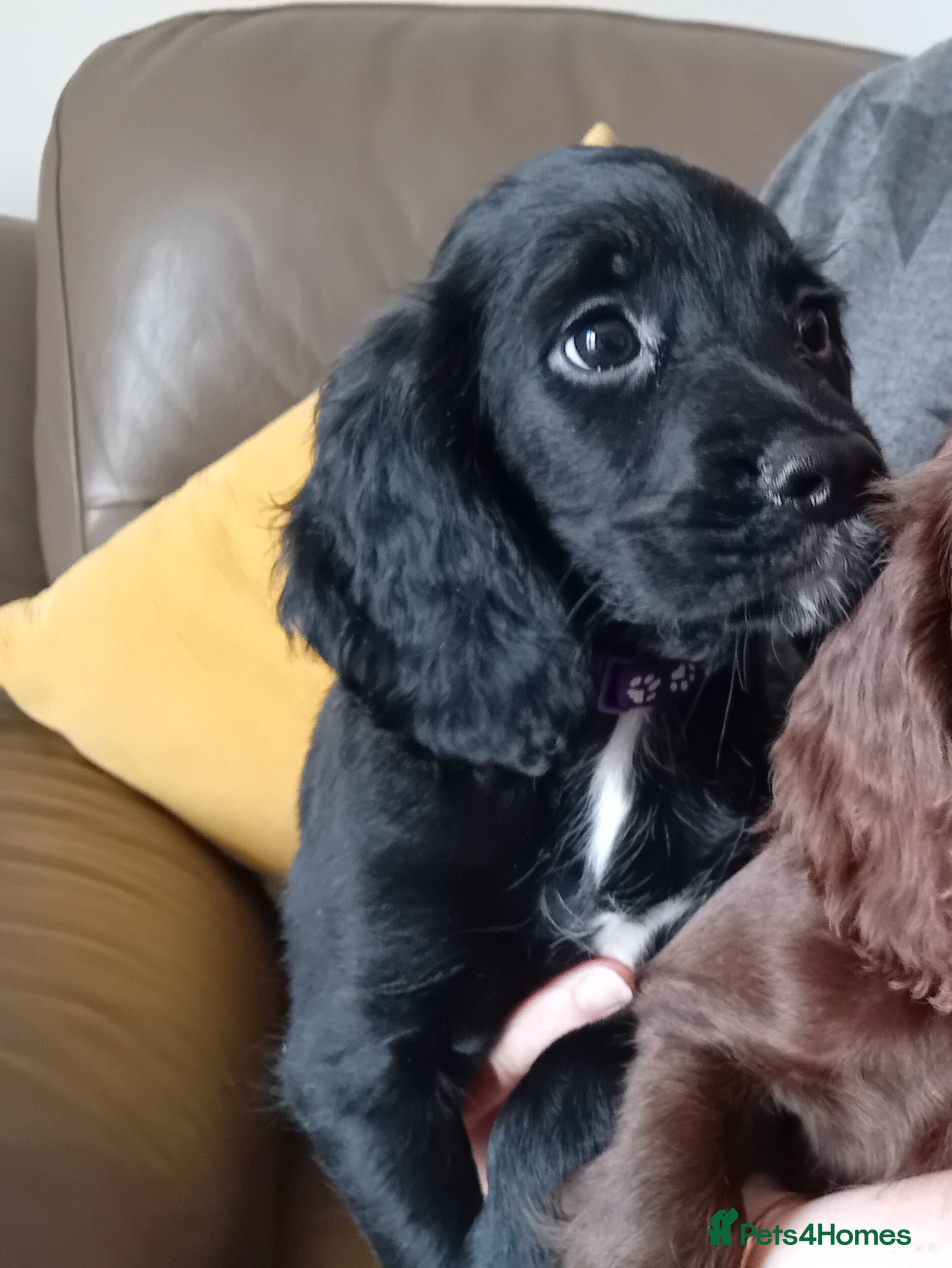 Sprocker dogs Beautiful Sprocker Puppies  - Advert 1