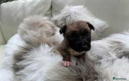 Mixed Breed dogs for sale: 🐾 Beautiful Whippet x Collie Puppies! 🐾 - Image 7