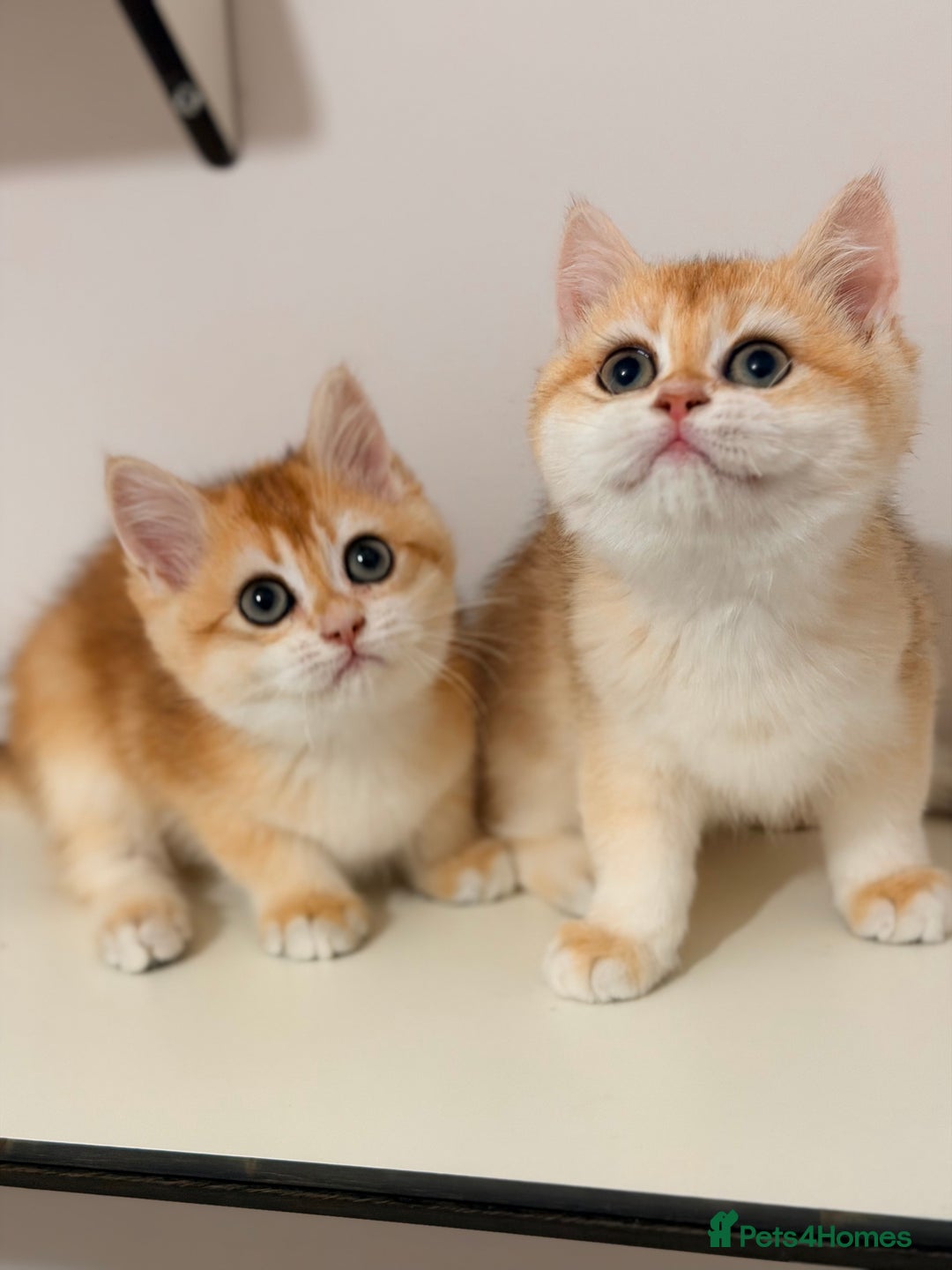 British Shorthair cats for sale: Gorgeous BSH Golden Chinchilla ny12 - Advert 13