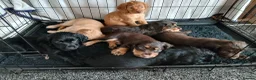 Cocker Spaniel dogs for sale: 7 cocker spaniel puppies  in Hartlepool - Advert 9