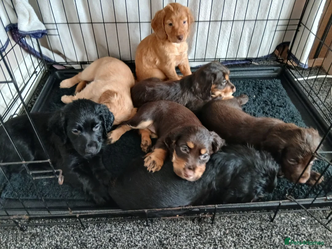 Cocker Spaniel dogs for sale: 7 cocker spaniel puppies  in Hartlepool - Advert 9