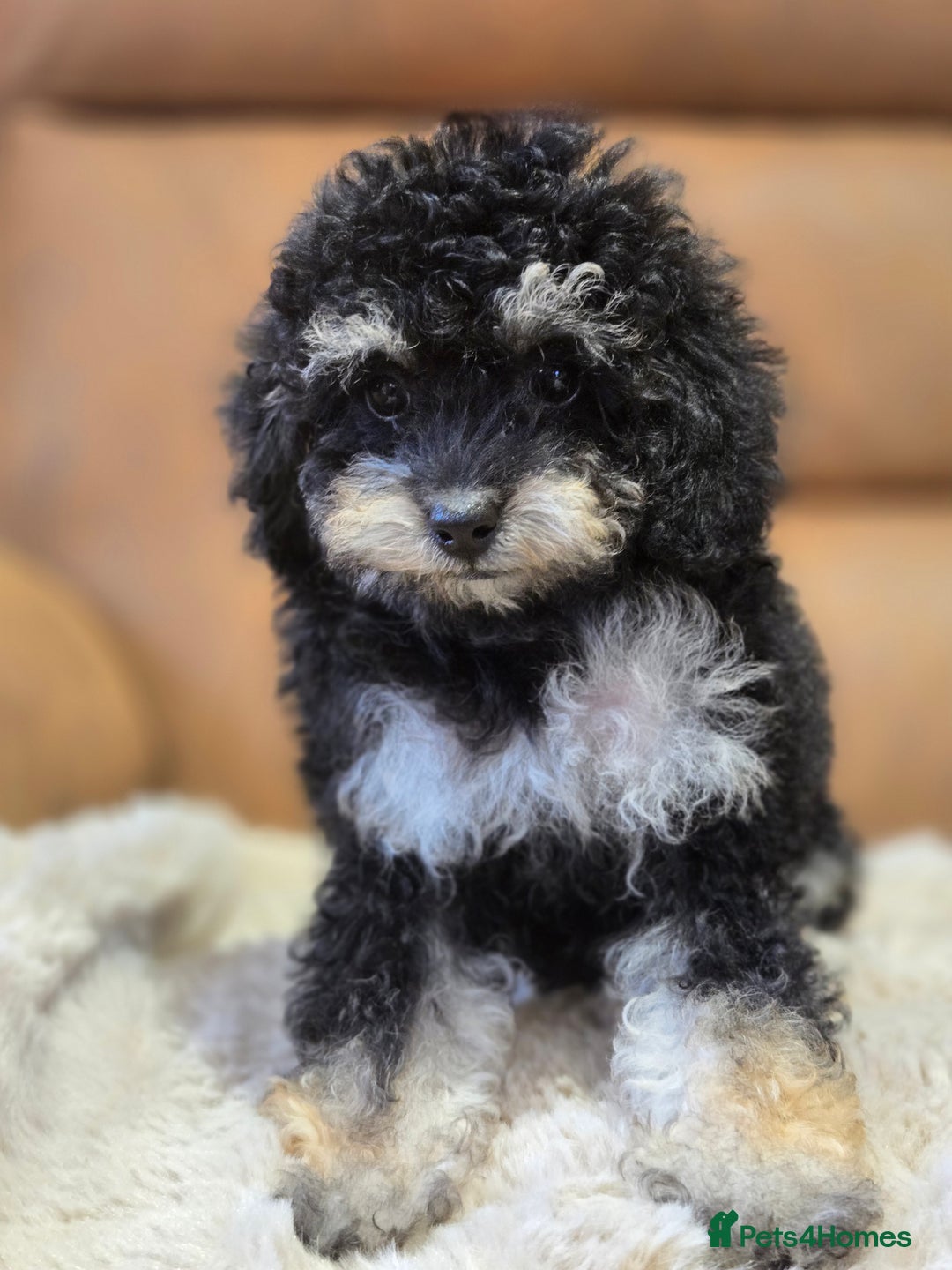 Toy Poodle dogs for sale: Gorgeous Tiny Toy Poodle Pups  - Image 13
