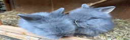 Lionhead rabbits for sale: Fluffy double mane lion head rabbits for sale  - Advert 2