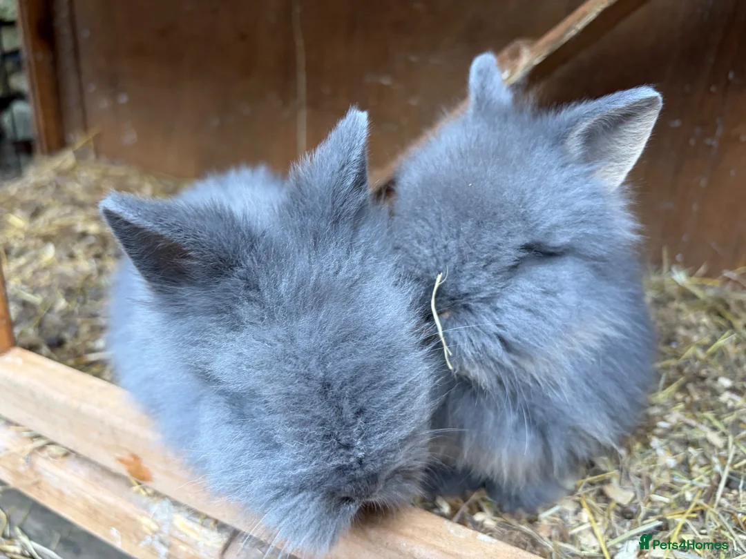 Lionhead rabbits for sale: Fluffy double mane lion head rabbits for sale  - Advert 2