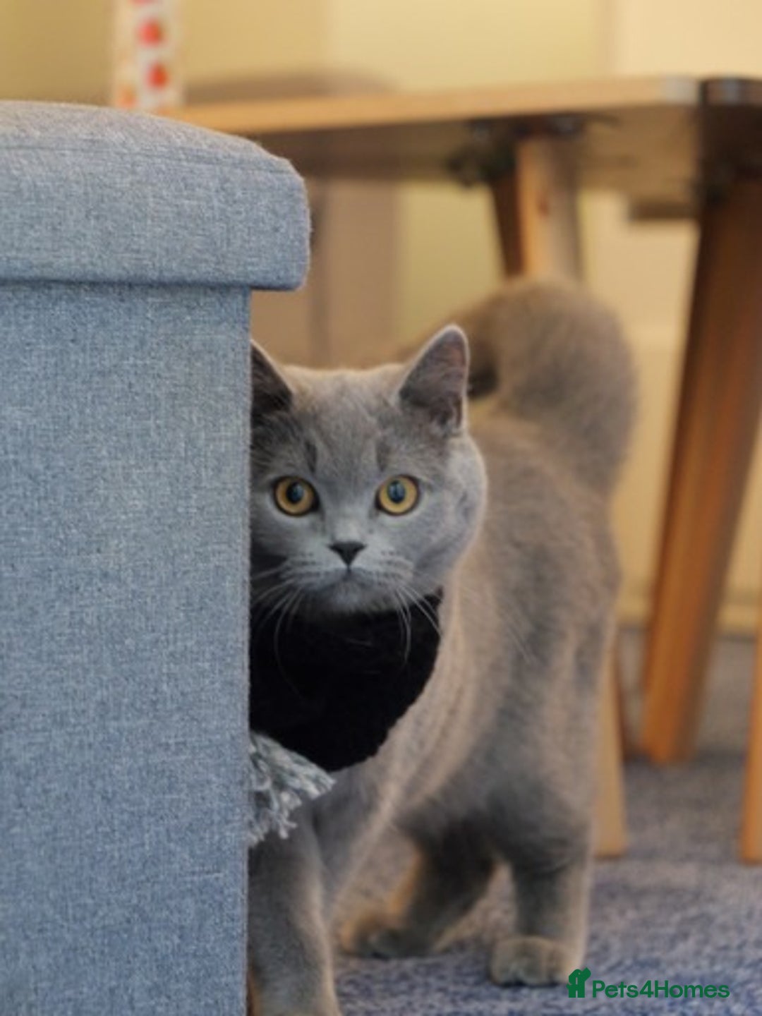 British Shorthair cats for sale: British short hr - Image 2