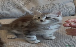 Maine Coon cats for sale: Outstanding pedigree kittens - Image 10