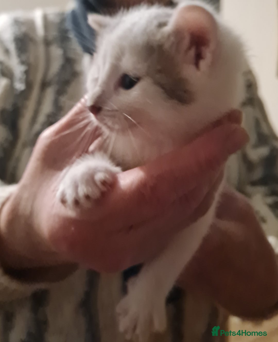 Mixed Breed cats for sale: 5 Adorable Kittens - Advert 7