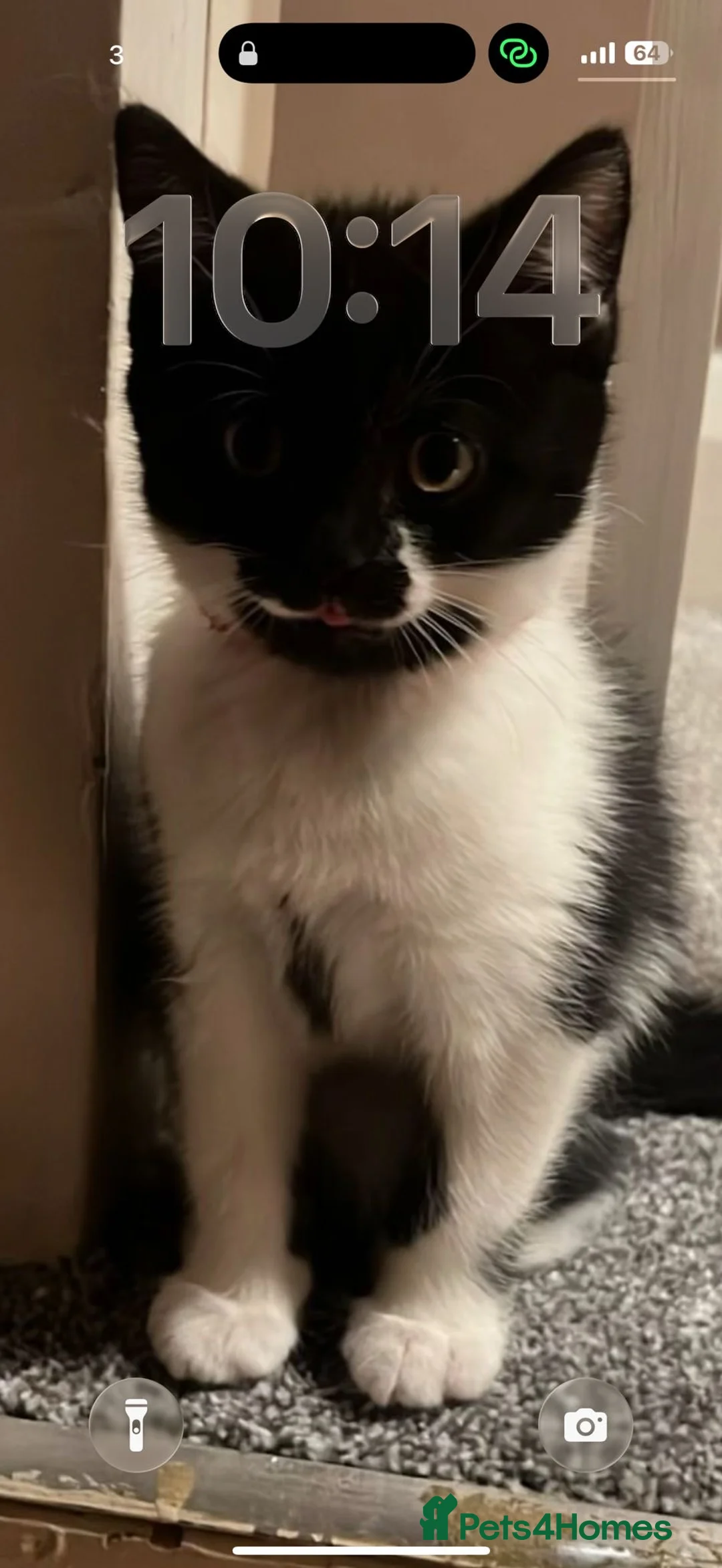 British Shorthair cats for sale: British short hair kitten  - Advert 6