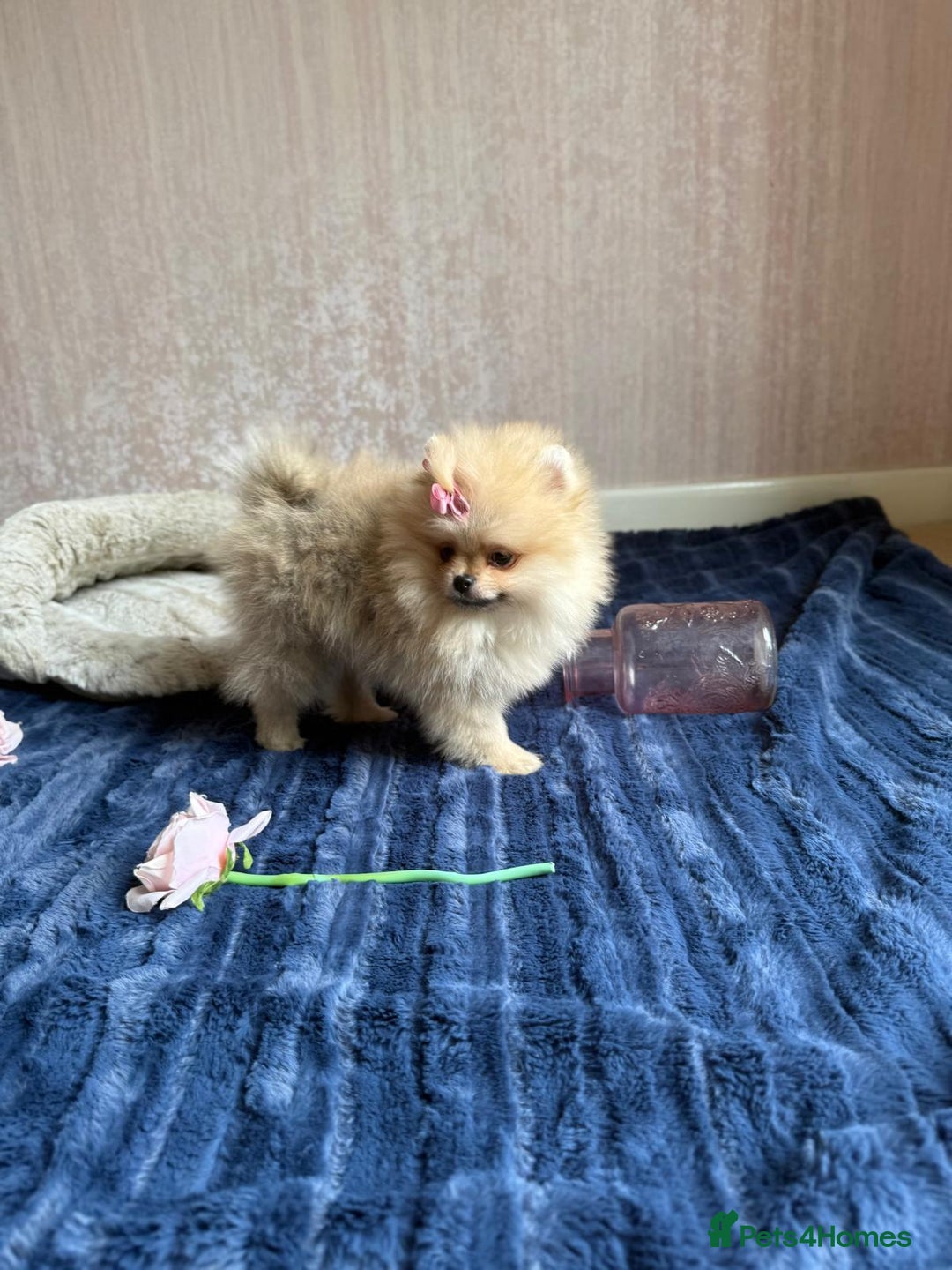 Pomeranian dogs for sale: Luxurious Tiny Pomeranian - 900g/11 weeks old - Image 18