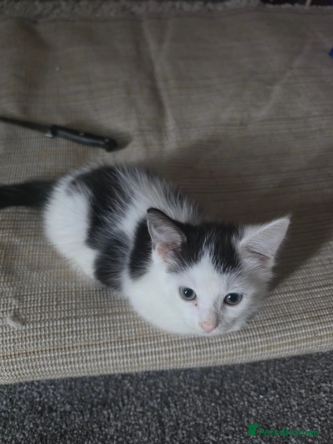 Mixed Breed cats for sale: Last one left  - Advert 3