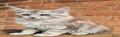 Maine Coon Kitten 2