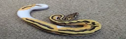 Python Snake reptiles for sale: 2026 Royal Python Hatchlings in Telford - Advert 8