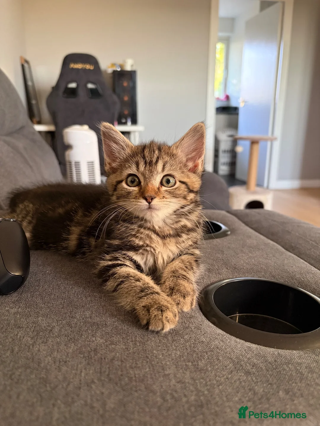 Mixed Breed cats for sale: Mixed breed female in Reading - Advert 2