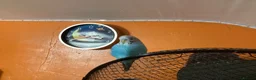 Budgerigars birds for sale: Hand-Tamed Budgerigar for sale in Oldham - Advert 7