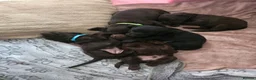 Labradoodle dogs for sale: Beautiful Labrador × Labradoodle Puppies  in Alfreton - Advert 22
