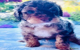 Cockapoo dogs for sale: Stunning fully DNA tested Cockapoo puppies - Image 31