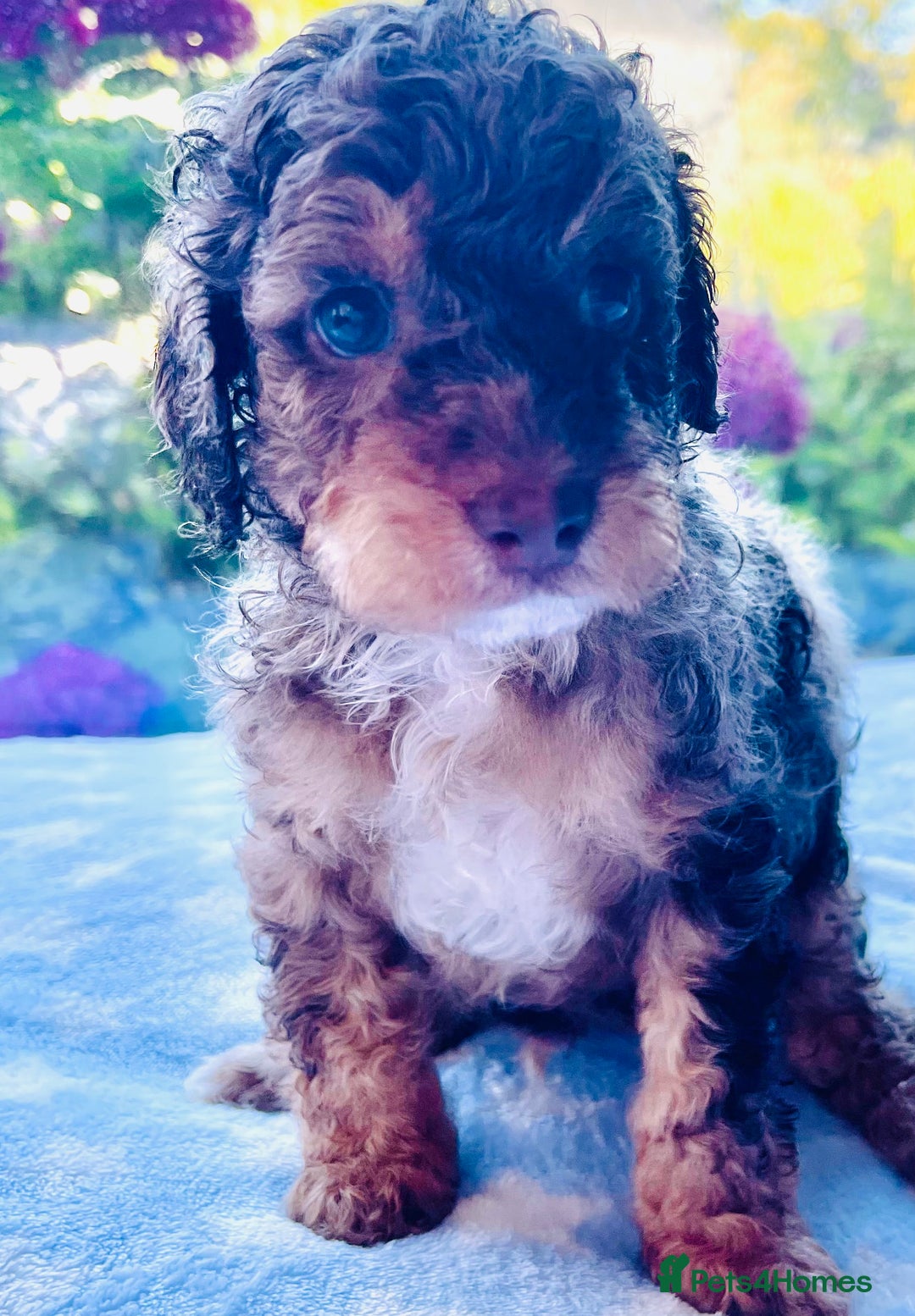 Cockapoo dogs for sale: Stunning fully DNA tested Cockapoo puppies - Image 31
