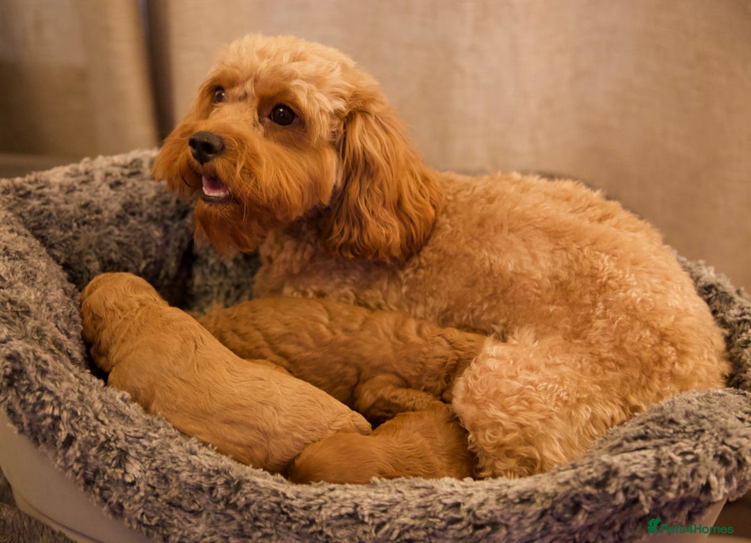 Cavapoo dogs for sale: Gorgeous F1B Fox Red Cavapoo Puppies - Image 2