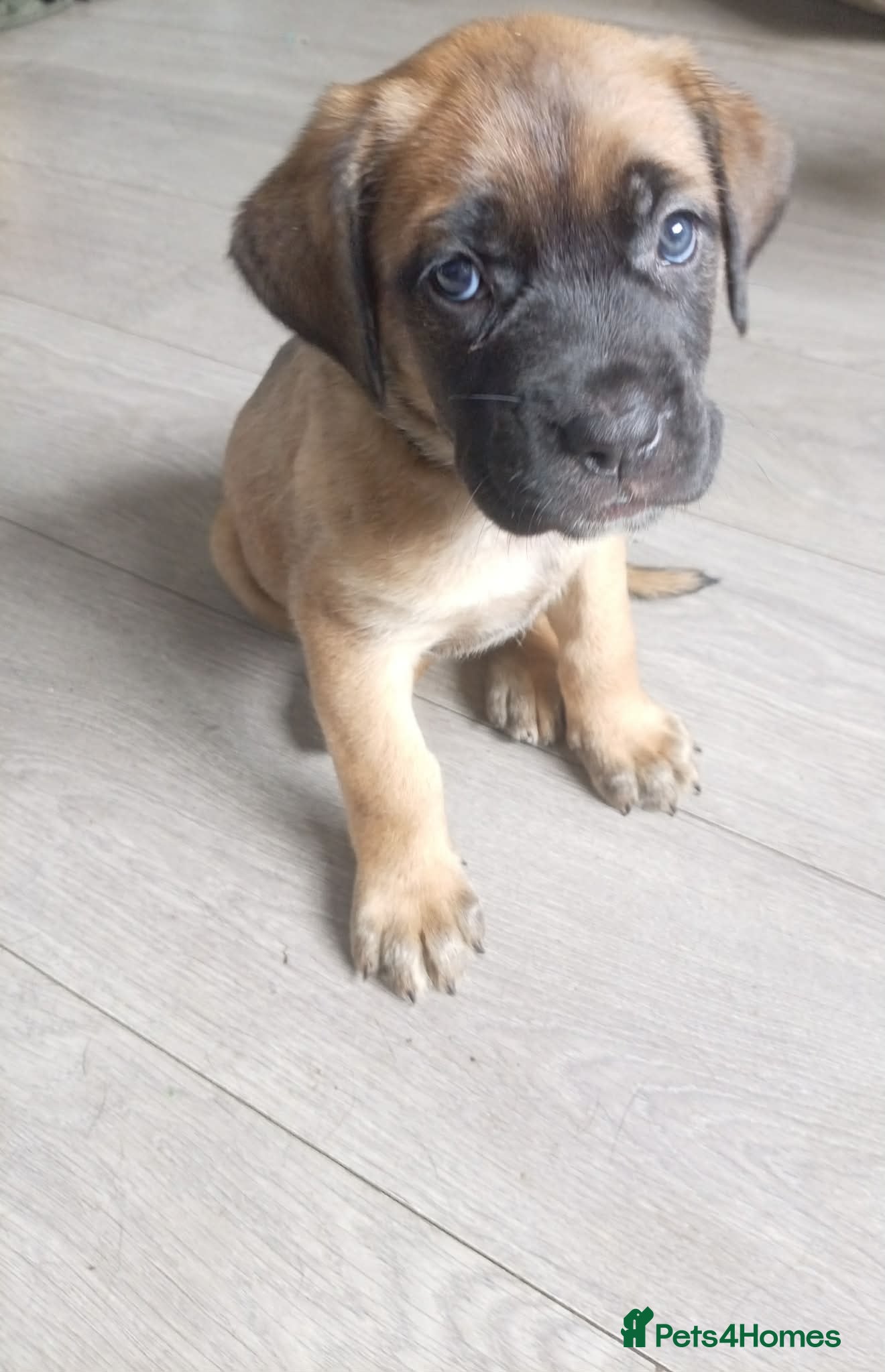 Mixed Breed dogs 5 girls 3 boys  - Advert 13