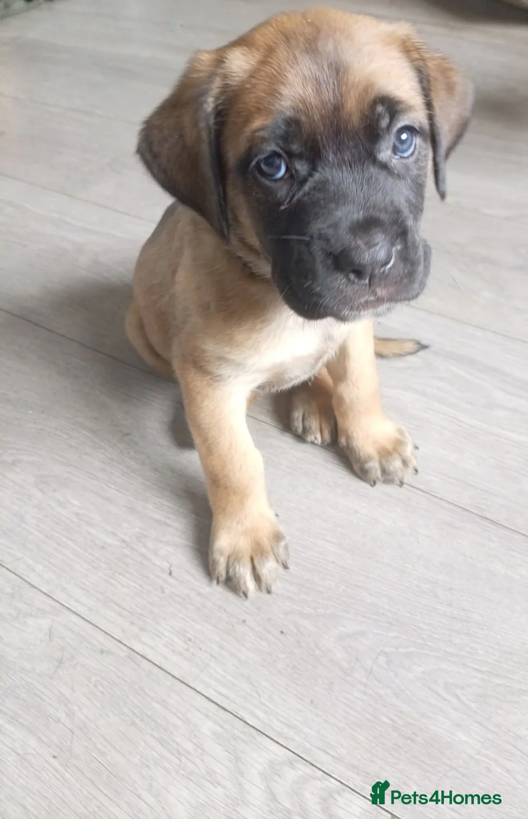 Mixed Breed dogs for sale: 5 girls 3 boys  - Advert 1
