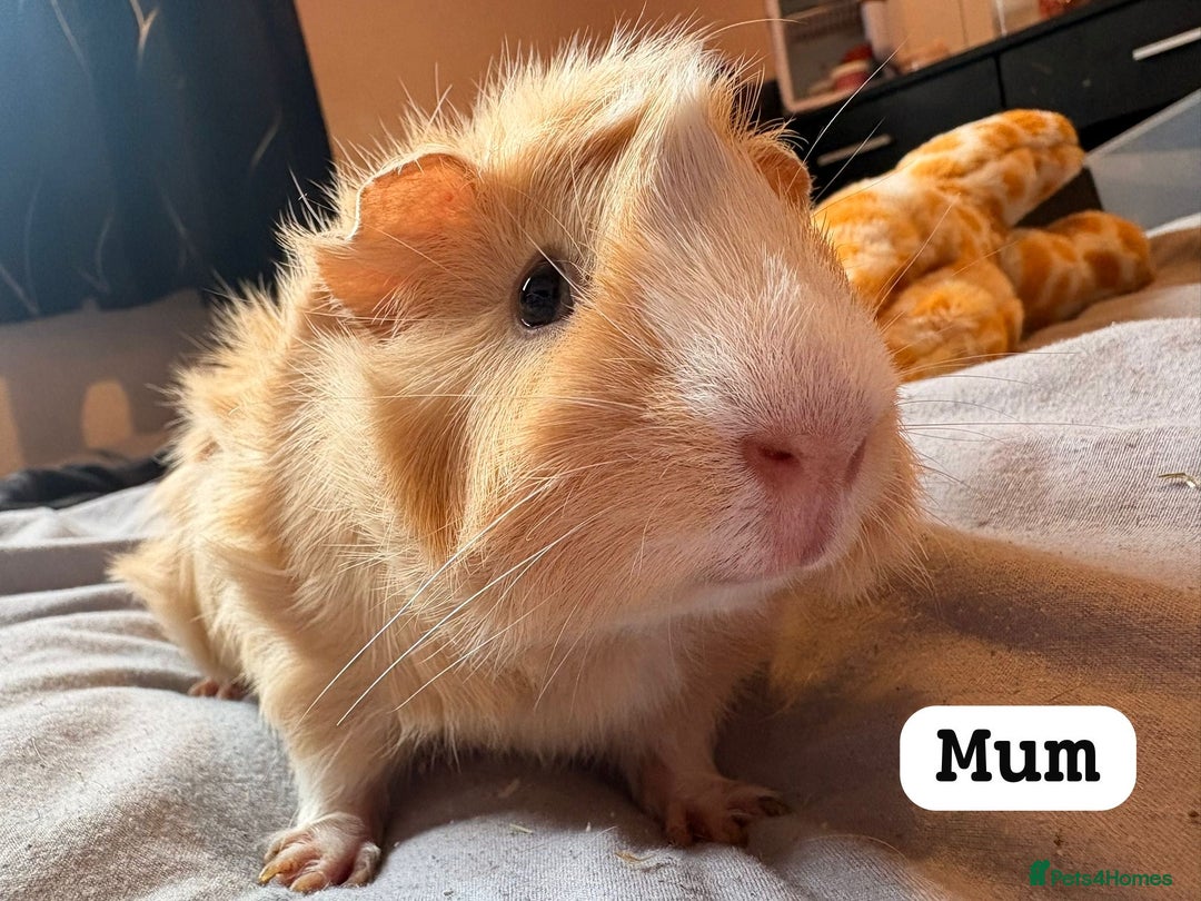Guinea Pig rodents for sale: Babie piggies  - Image 2