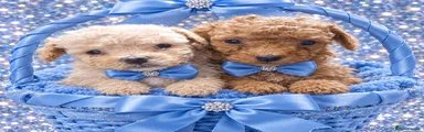 Maltipoo 2