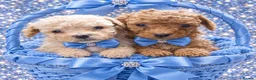 Maltipoo dogs for sale: stunning maltipoo puppies - Advert 10