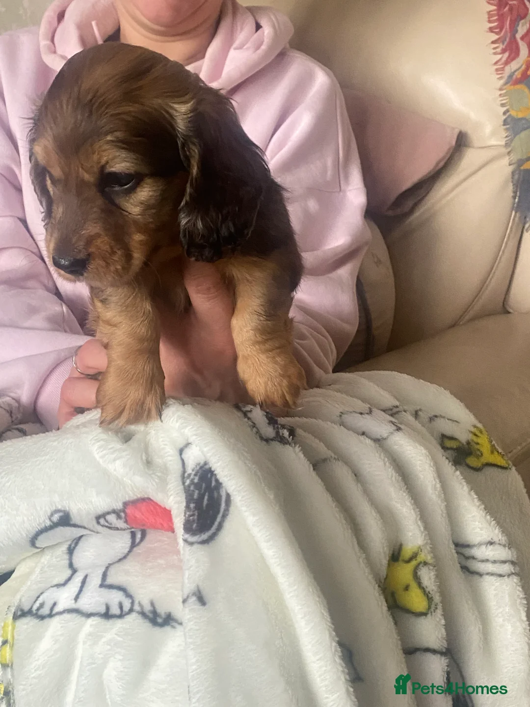 Miniature Dachshund dogs for sale: Adorable playful puppies - Advert 11