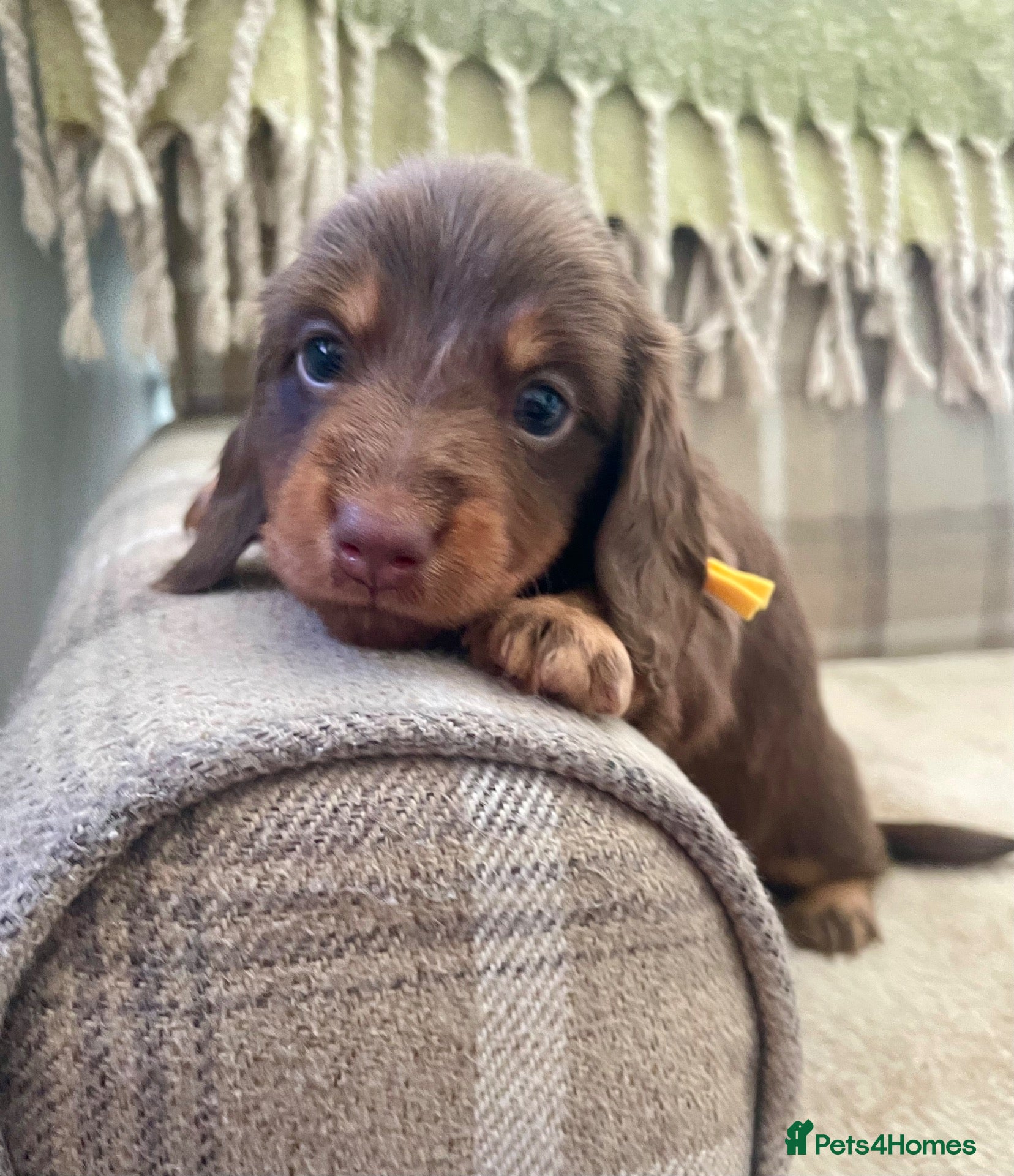 Miniature Dachshund dogs KC reg ‘breed standard’ Mini Dachshund puppies - Advert 1
