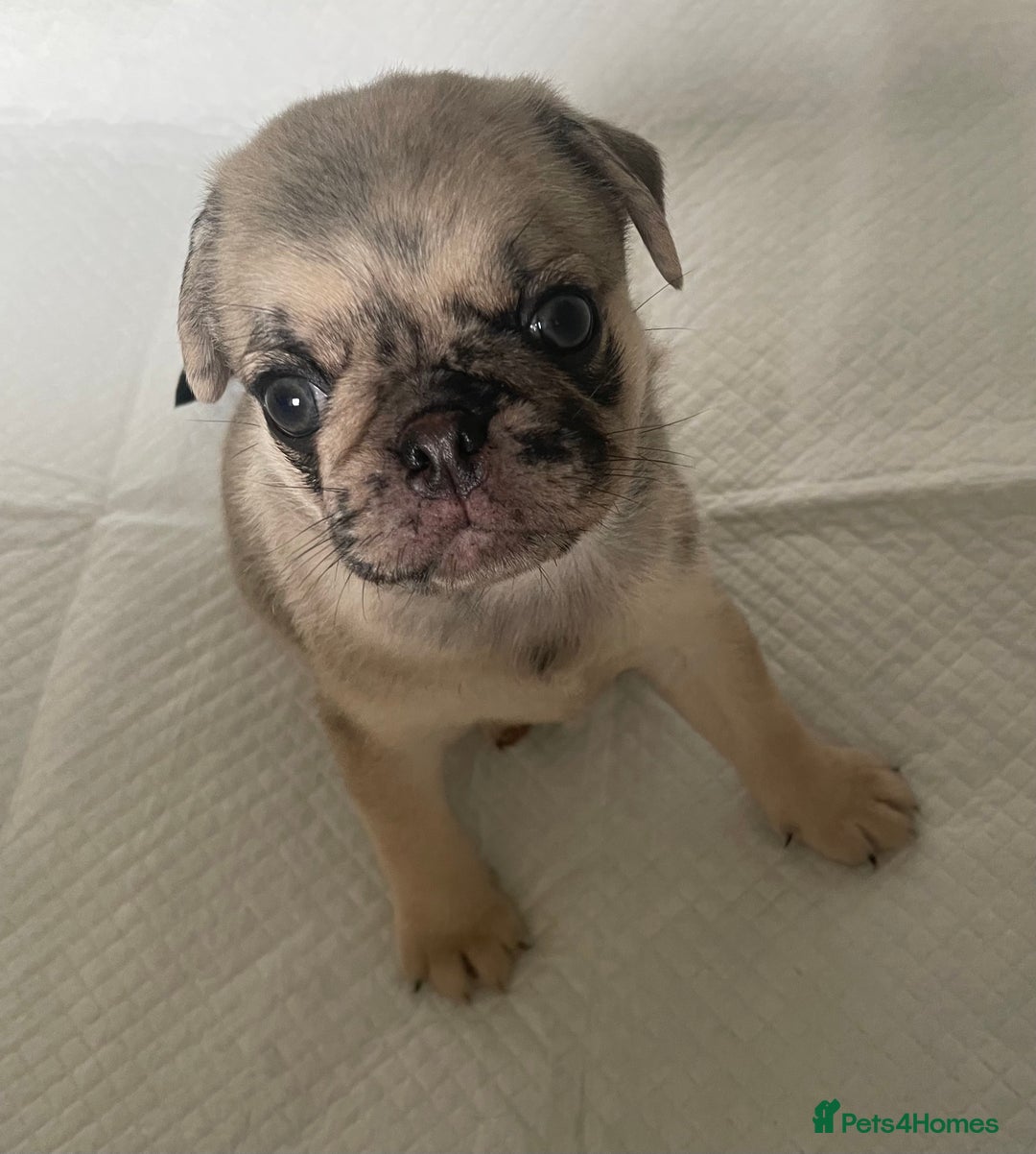 Pug dogs for sale: Pug Puppies  - Image 14