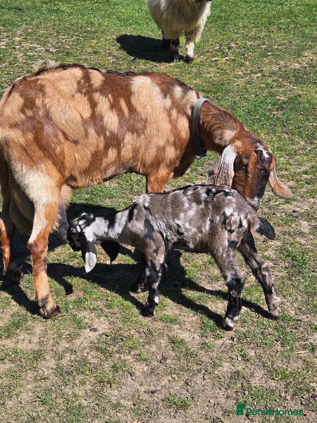 Goats livestock for sale: Pedigree Anglo Nubian Billy and Nannies - Advert 6
