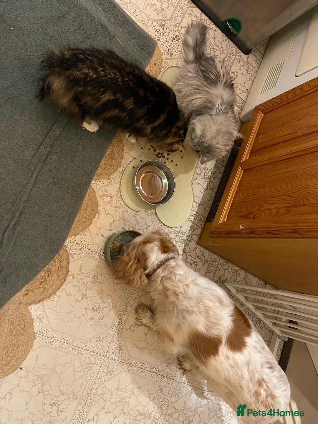 Mixed Breed dogs for sale: Beautiful Female Sprocker Spaniel-3 years old - Advert 4