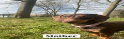 Miniature Dachshund dogs for sale: KC Registered Miniature Dachshund Puppies - Advert 2