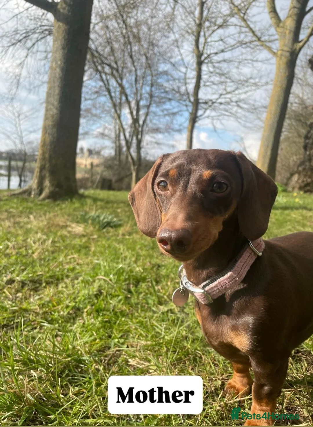Miniature Dachshund dogs for sale: KC Registered Miniature Dachshund Puppies - Advert 2