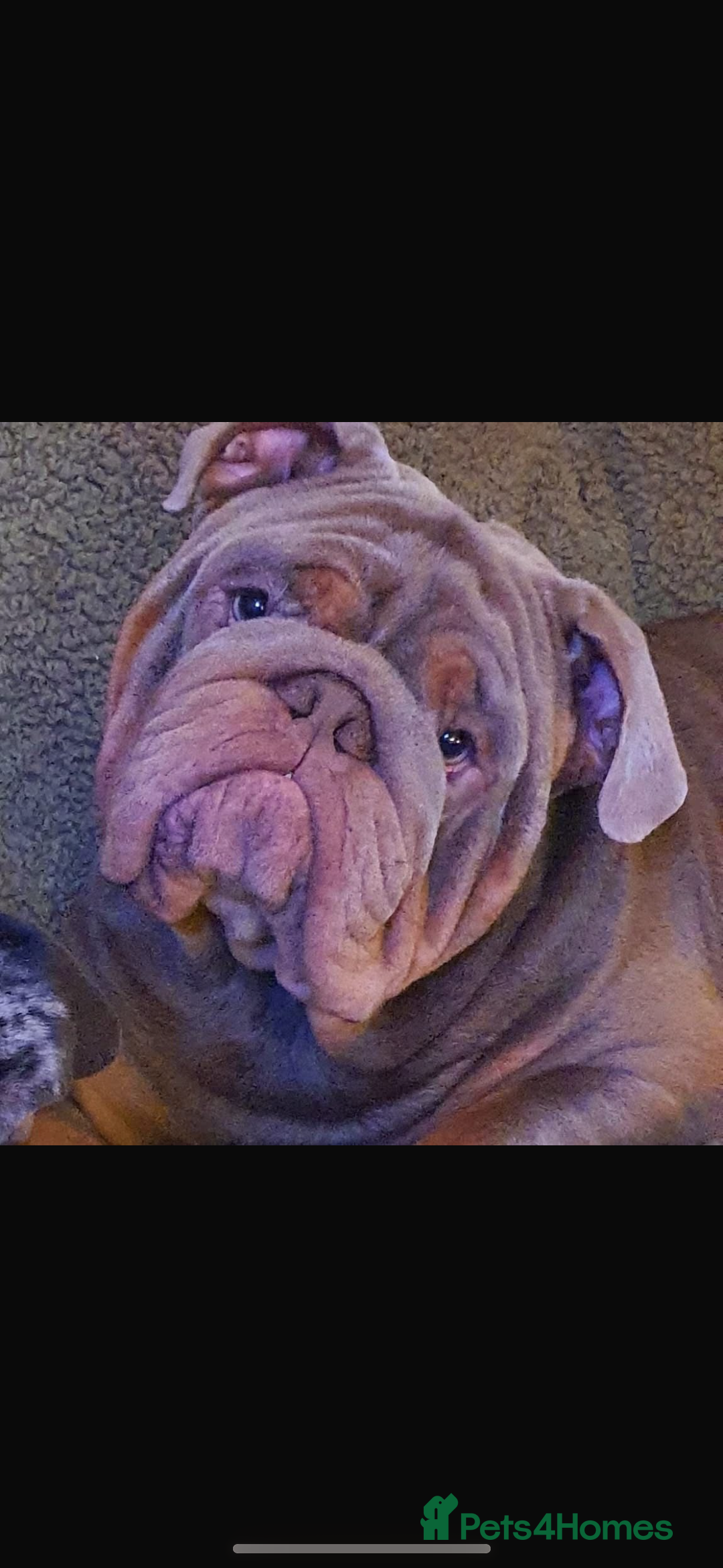 English Bulldog dogs for sale: Kc litter outstanding bloodlines bulldog pups  - Image 31