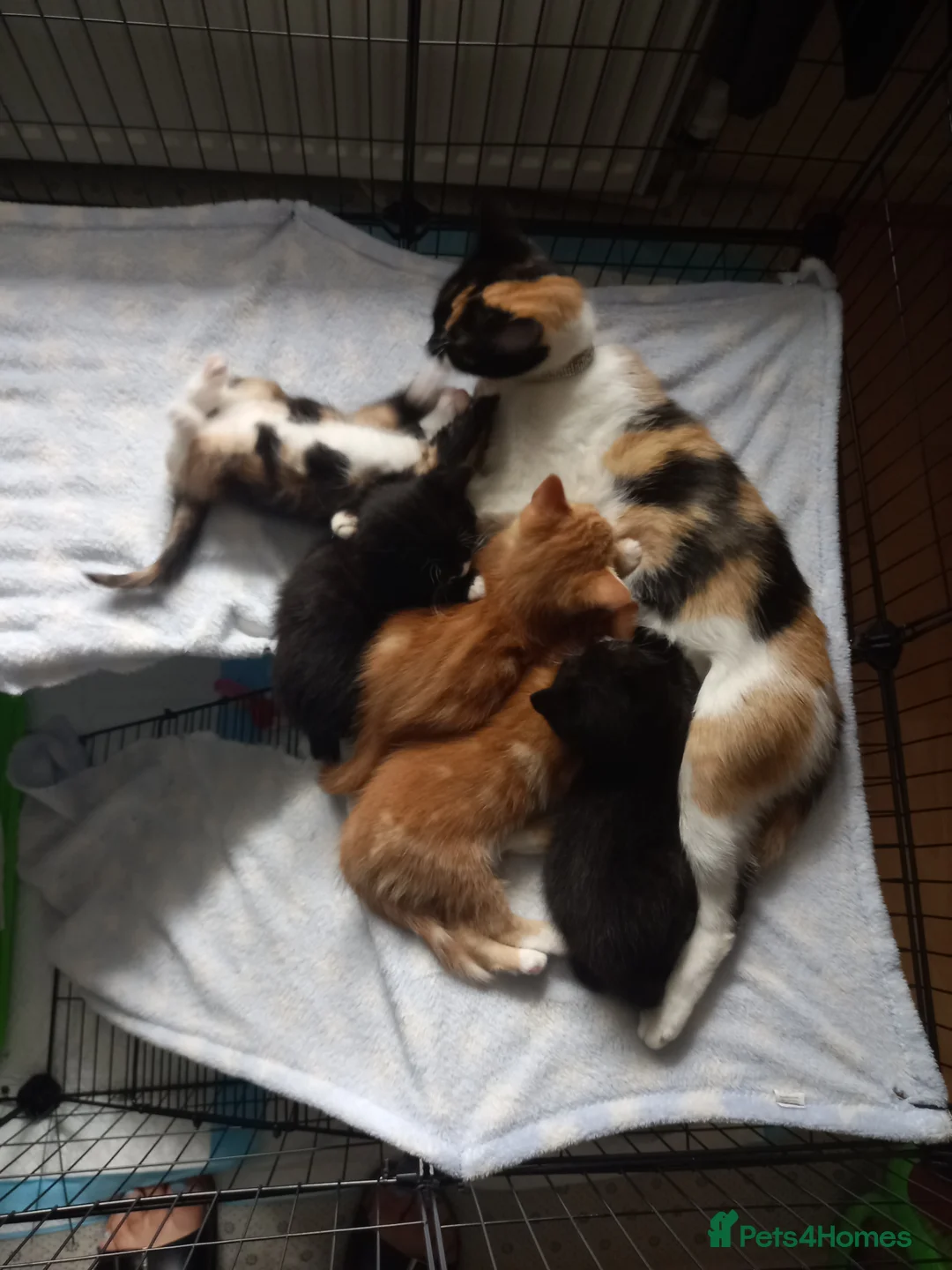 Mixed Breed cats for sale: 3 kittens left for sale - Advert 2