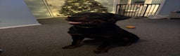 Rottweiler dogs for sale: KC Rottweiler  - Advert 2
