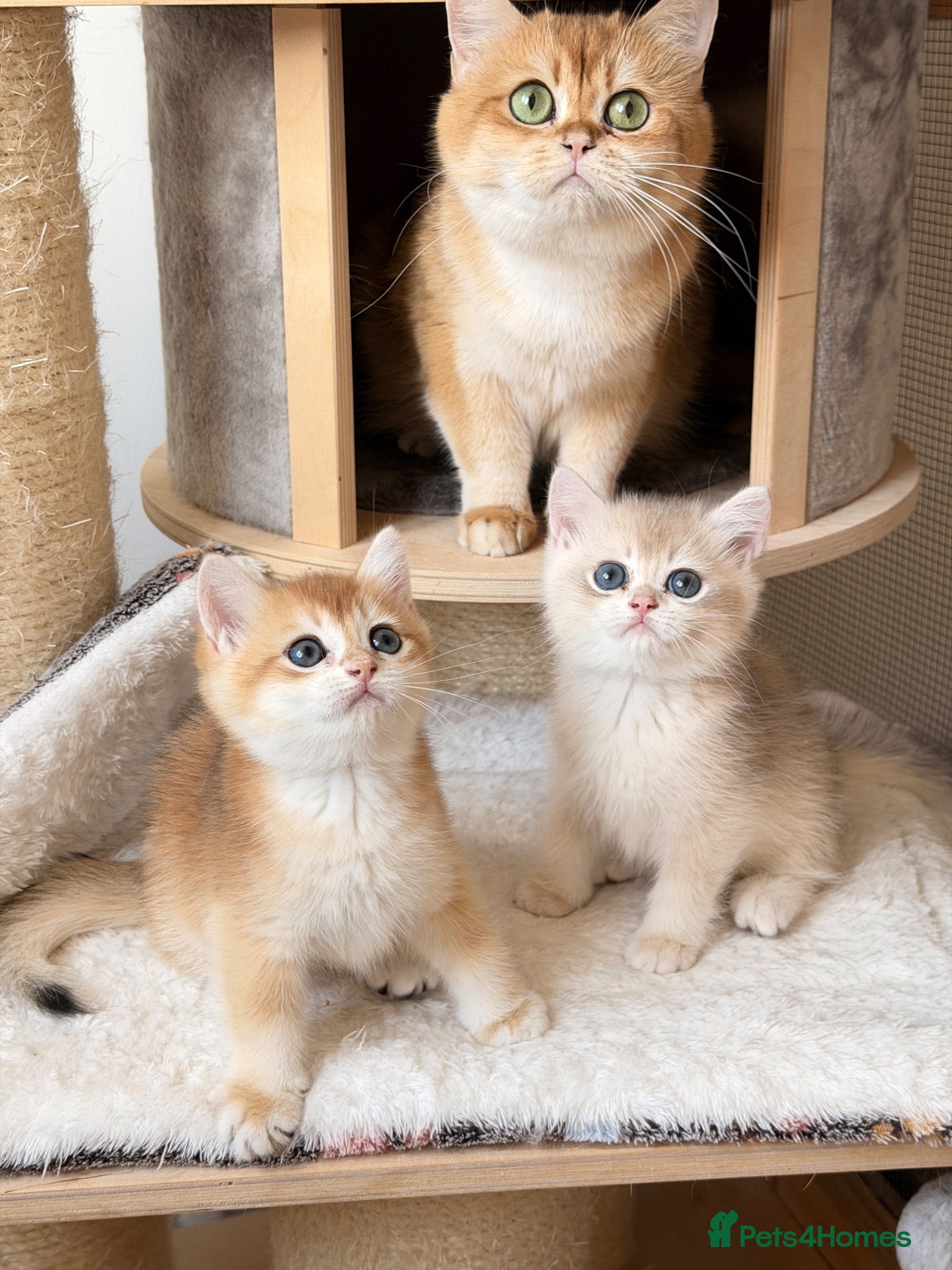 British Shorthair cats BSH Golden kittens Ecx show quality, Tica reg  - Advert 1