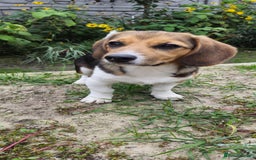 Beagle dogs for adoption: 💙🐶 ELVIS 🐶💙 - Image 24