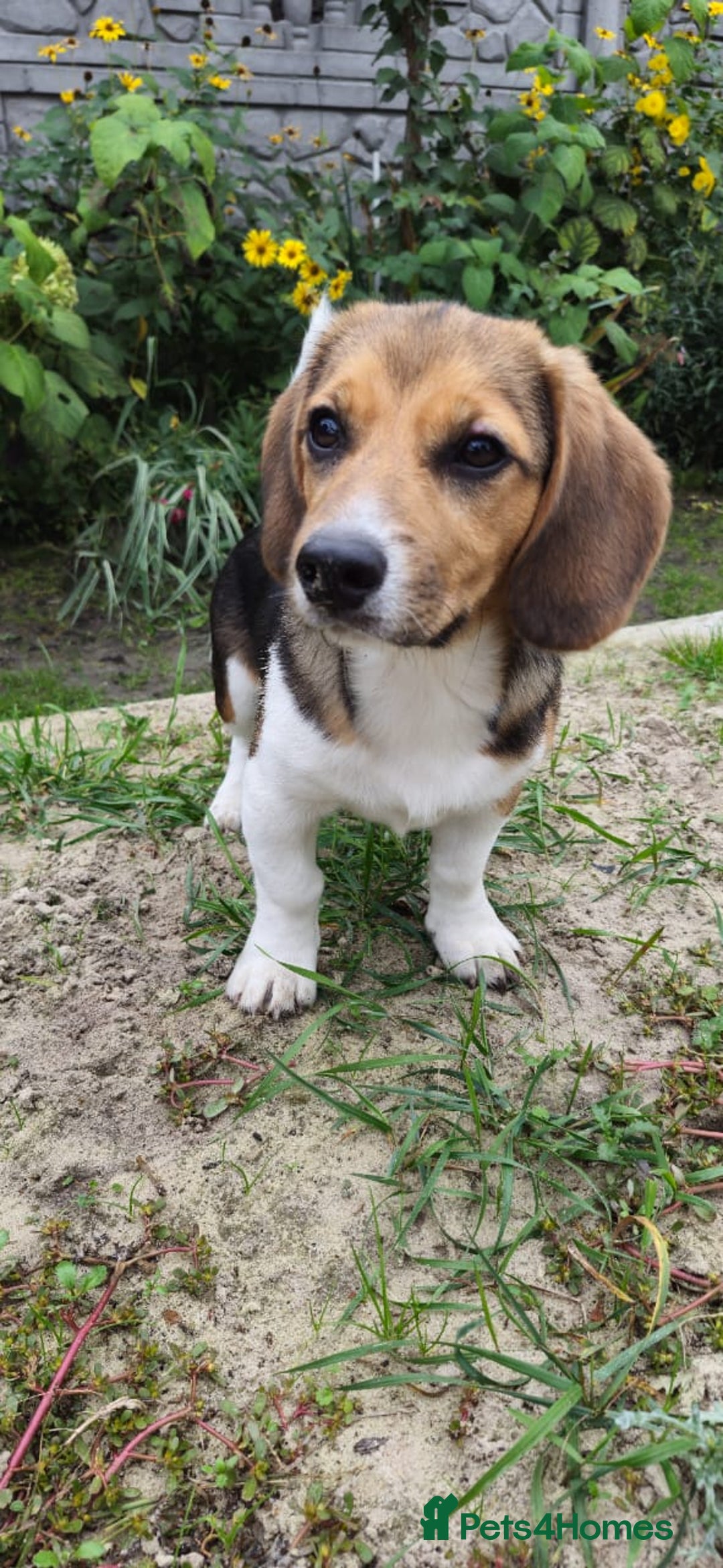 Beagle dogs for adoption: 💙🐶 ELVIS 🐶💙 - Image 24