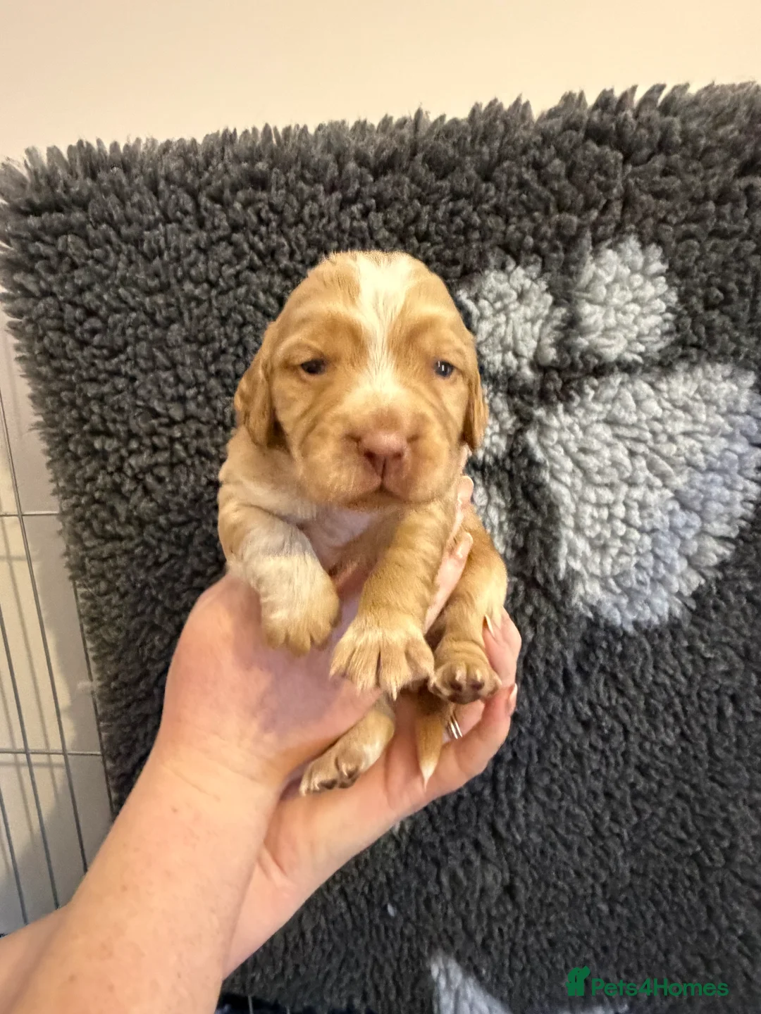 Cocker Spaniel dogs for sale: KC reg working cocker puppies  - Advert 19