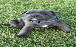 Staffordshire Bull Terrier dogs for sale: Healthy blue Staffordshire bull terrier so sweet - Image 2