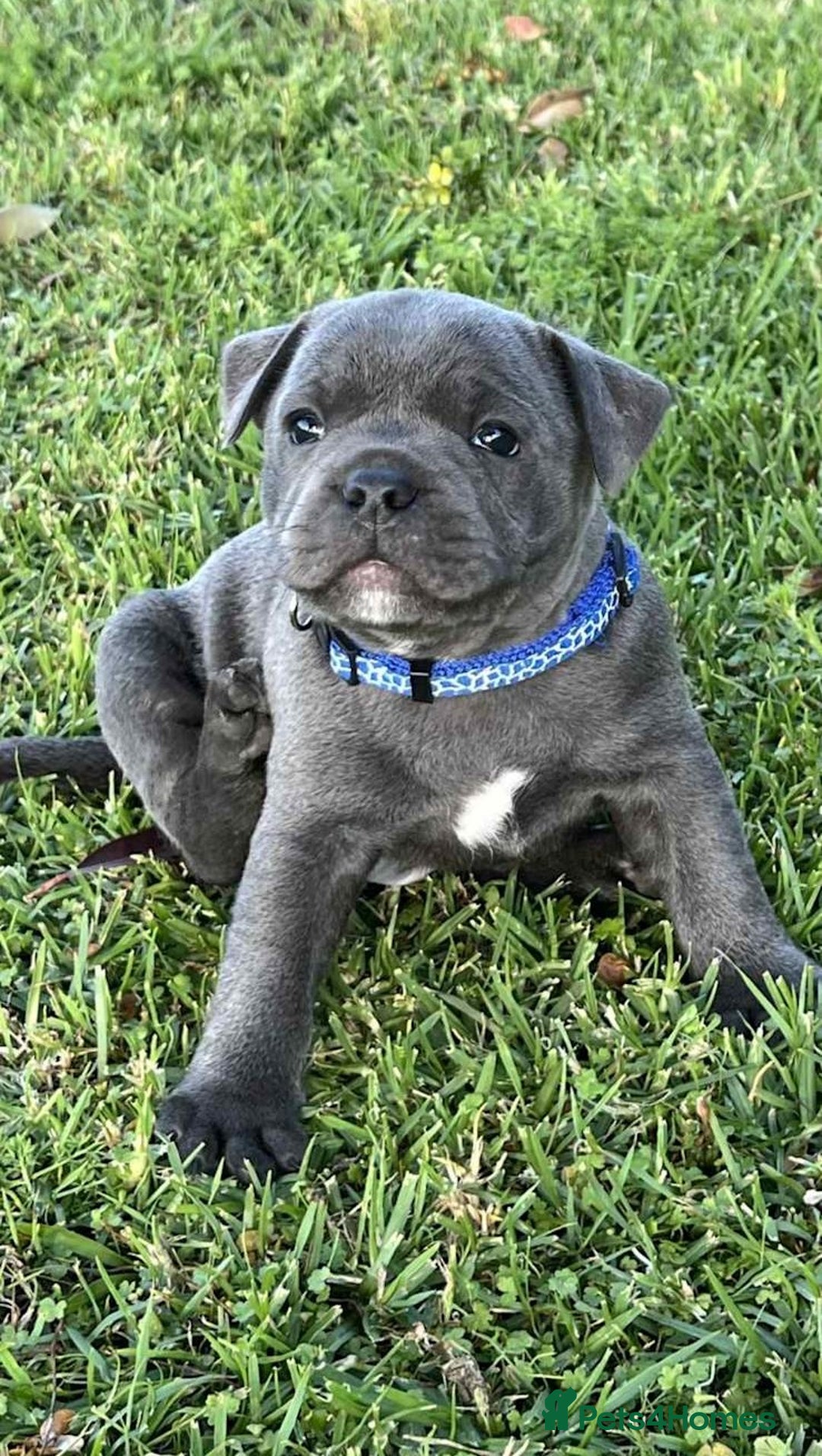 Staffordshire Bull Terrier dogs for sale: Healthy blue Staffordshire bull terrier so sweet - Image 2