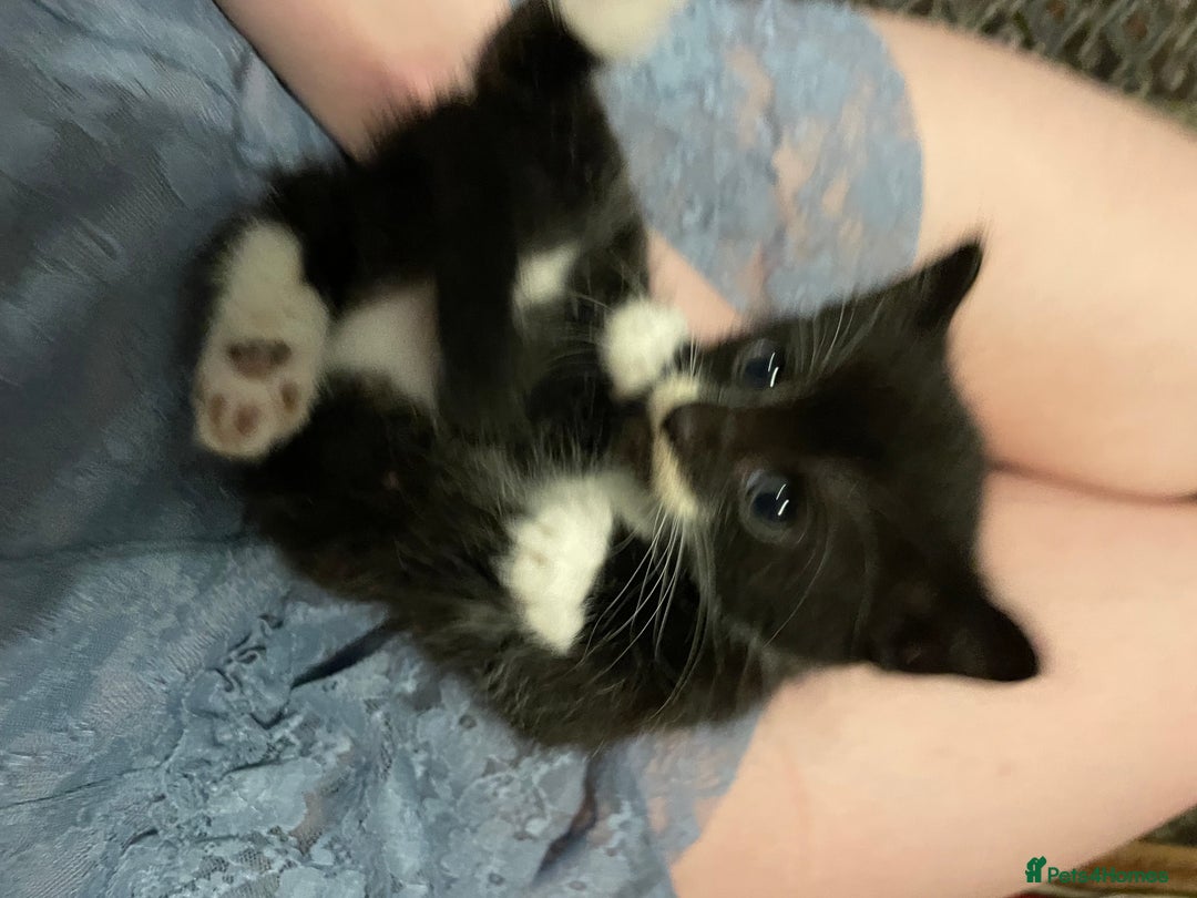 Domestic Shorthair cats for sale: litter of ginger and tuxedo kittens all boys - Image 14