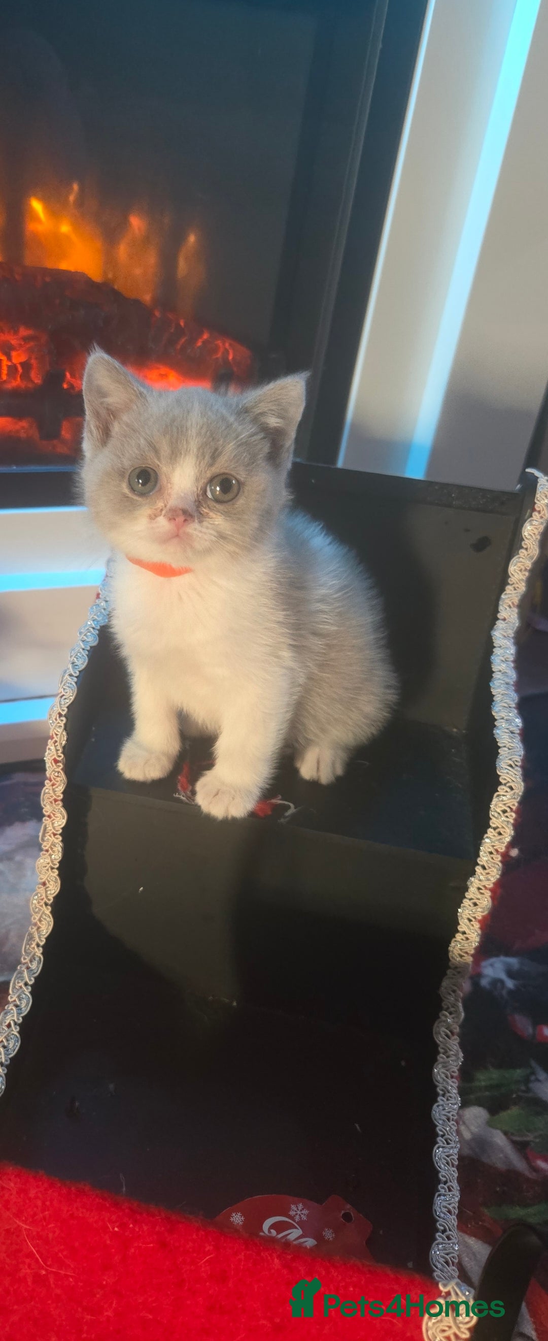 British Shorthair cats for sale: British shorthair kittens olny 1 girl ready now - Advert 6