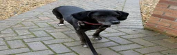 Mixed Breed dogs for adoption: Jett (Labrador/Pointer mix) in High Wycombe - Advert 6