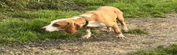 Mixed Breed dogs for adoption: Txiru  in Alfreton - Advert 4