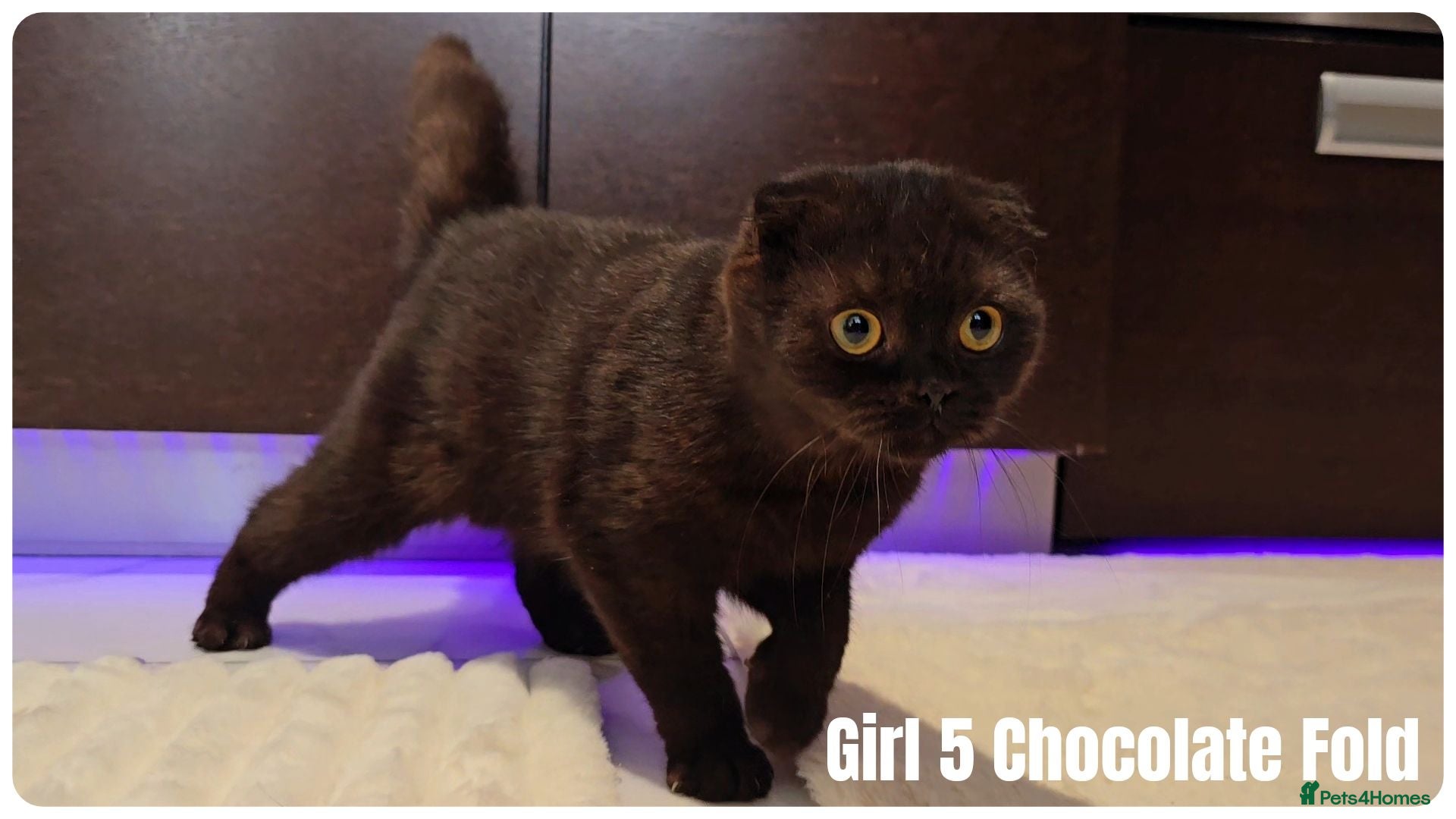 Scottish Fold cats 🐾 Beautiful Scottish Fold & British Shorthair - Advert 1